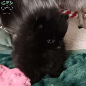 Black Velvet, Pomeranian Puppy